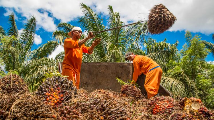 Oil palm workers in Brazil