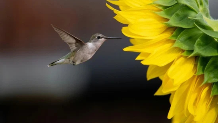 A hummingbird and a sunflower