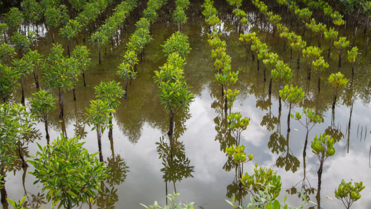 Young mangroves plantation field and mangroves forest