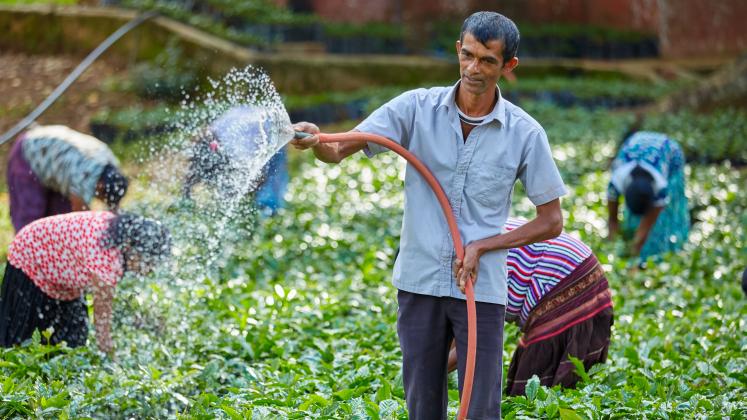 Chairman of the Coffee Plantation Society in Walapane, a mountainous region in the Dry Zone of Nuwara Eliya, Sri Lanka