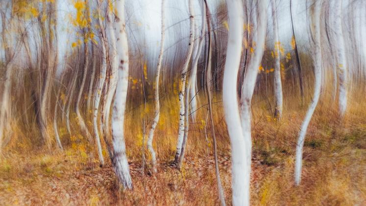 Abstract artistic image of birch tree forest