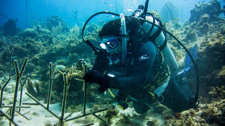 Coral nursery at Discovery Bay, Jamaica