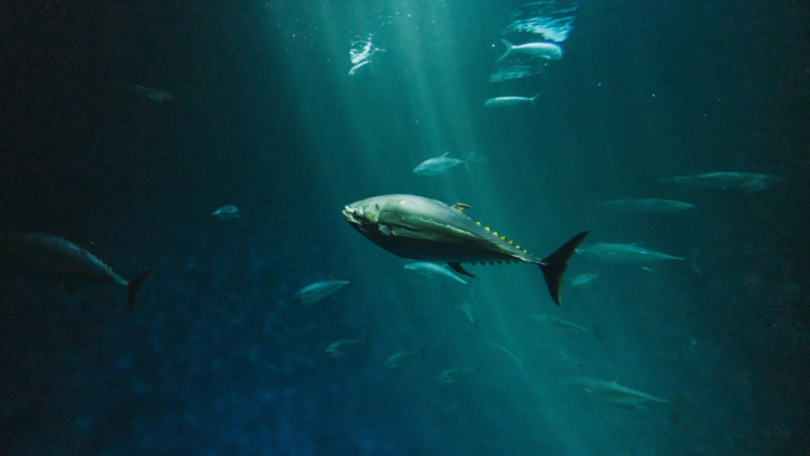 A swimming bluefin