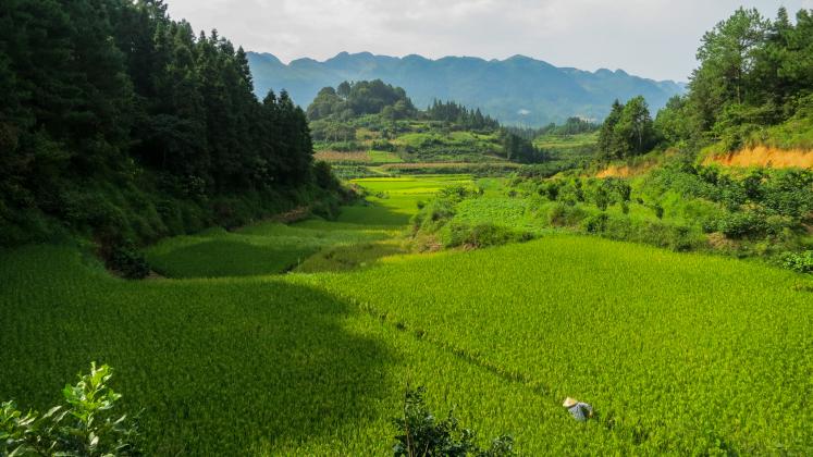 Rice field in Libo County, Guizhou Province, China