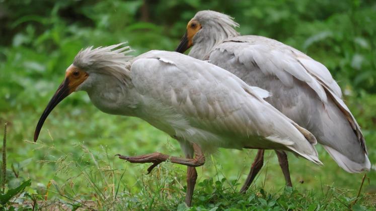 Crested Ibises