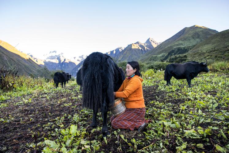 Yak milking in Hindu Kush Himalaya