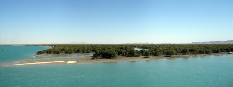 Mangrove_forests,_Qeshm_island,_Persian_Gulf_جنگل_حرا_-_panoramio.jpg