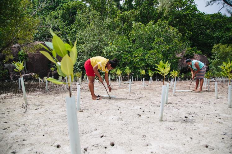 Restoring mangroves in Seychelles