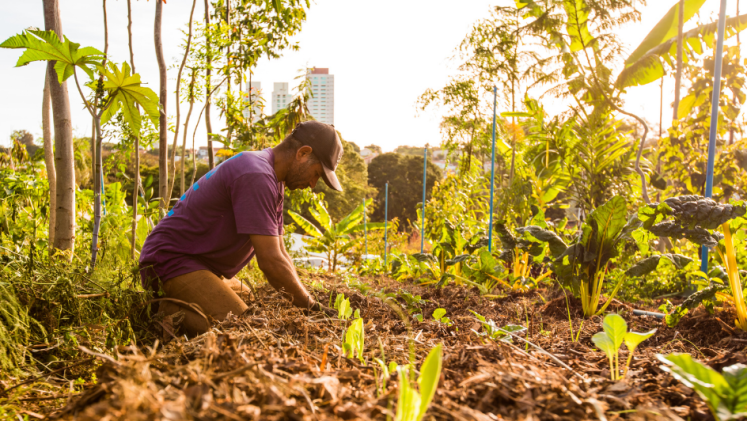 A man tends to an urban garden. 