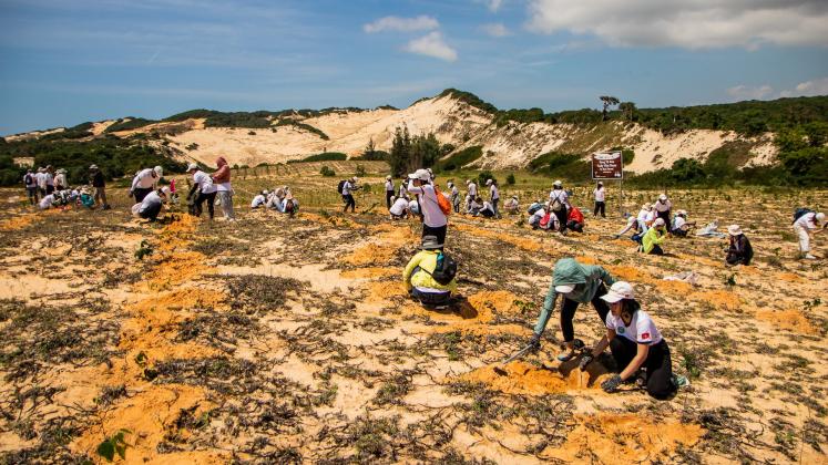 Volunteers plant young trees across a sandy dune landscape, working in groups under a bright sky as part of a large-scale environmental restoration effort.