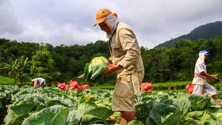 Cabbage harvest in Tomohon, Indonesia. 