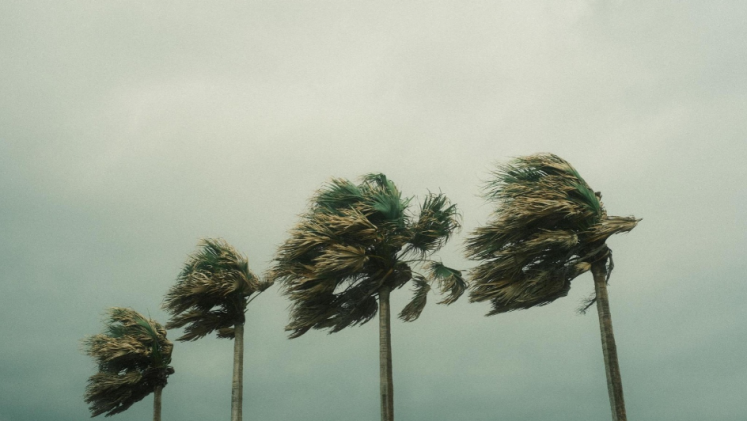 Palm trees sway from the wind during an storm. 