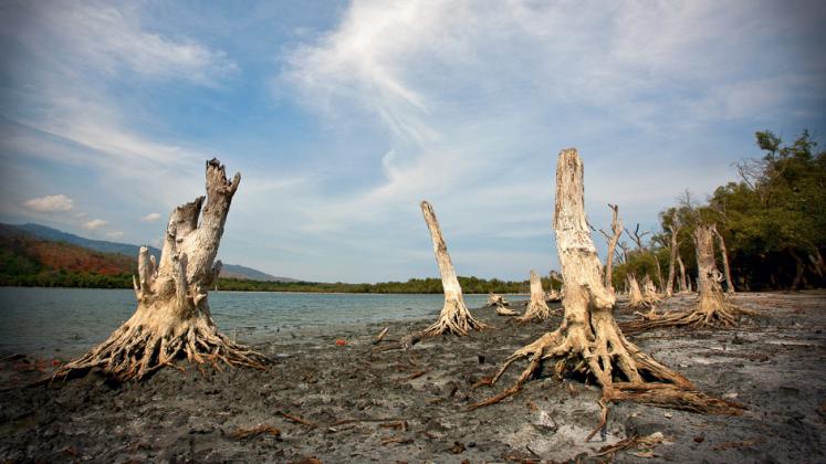 Trees Dead on Shore of Timor-Leste Lake
