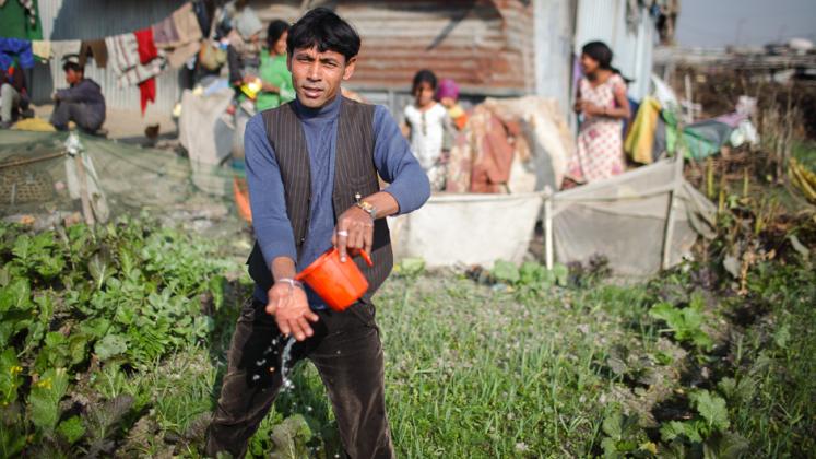 A man watering plants in a small urban farm in Kathmandu, Nepal.