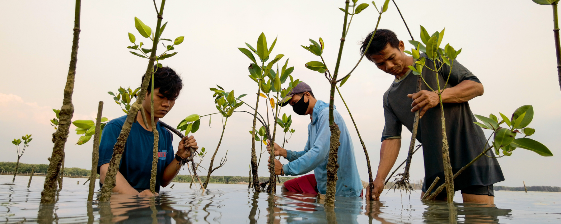 Three men planting mangroves