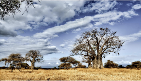 Central Africa environmental degradation