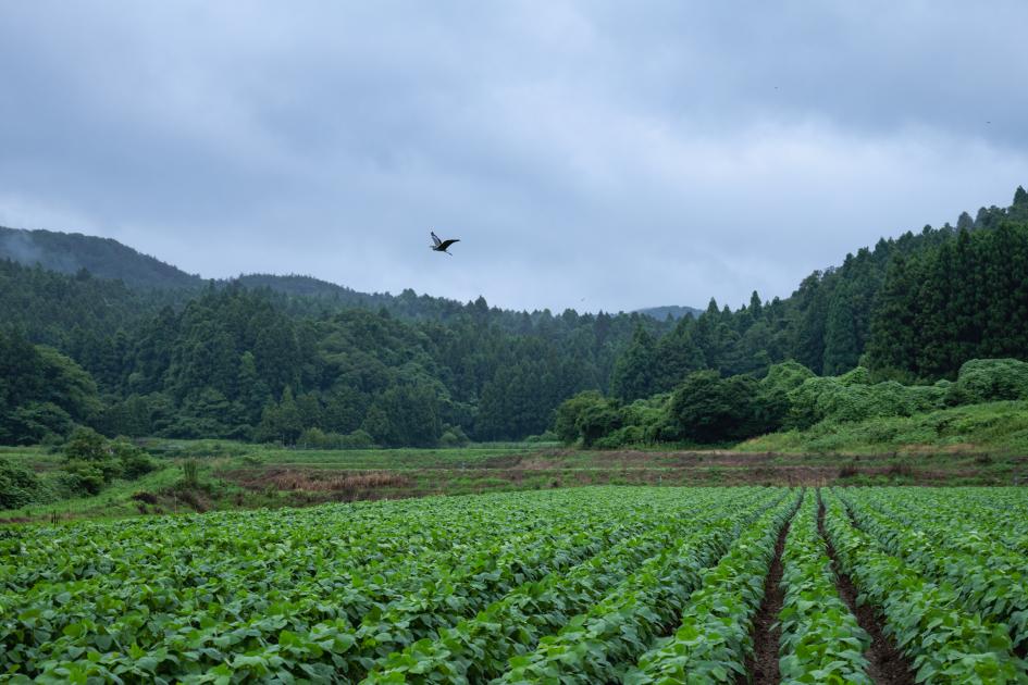 Upcoming UNU-IAS Symposium on Landscape Conservation Highlighted in ...