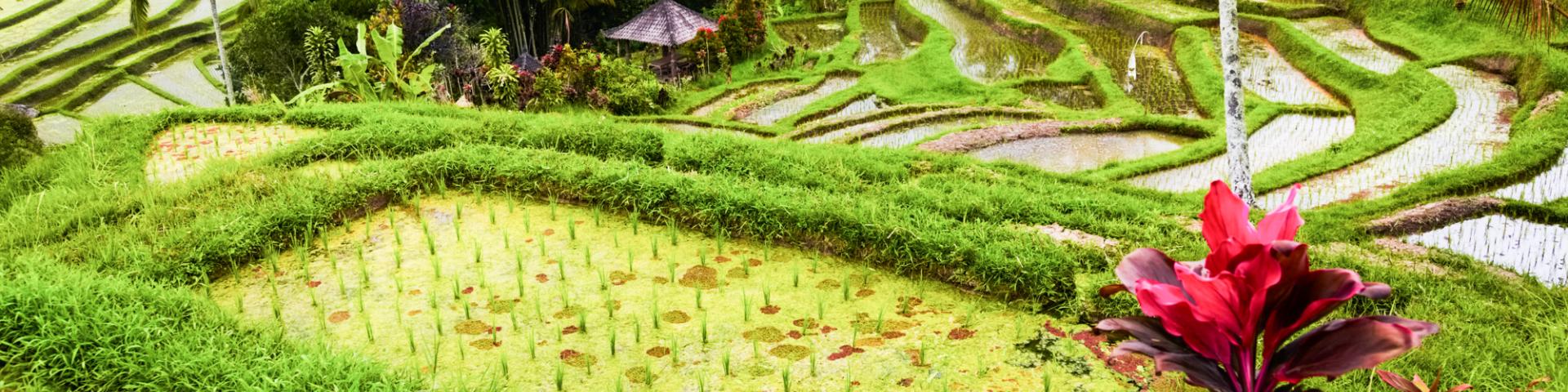 Rice paddies and flower