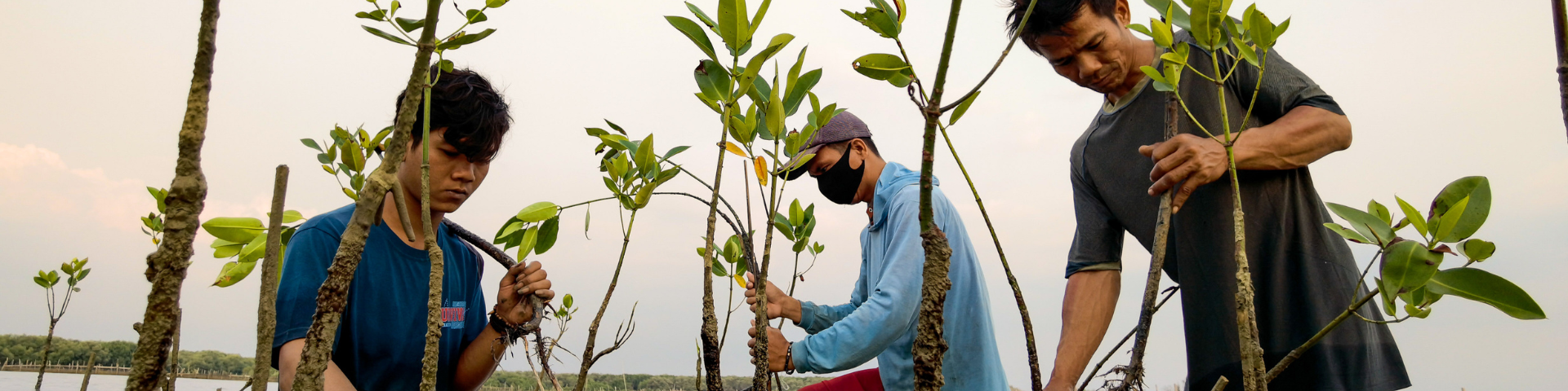 Three men planting mangroves