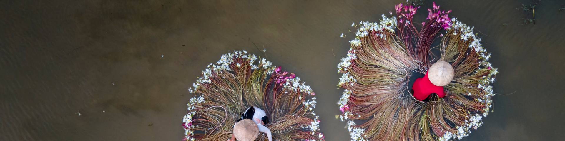 Aerial view of Vietnamese women harvesting plants in water