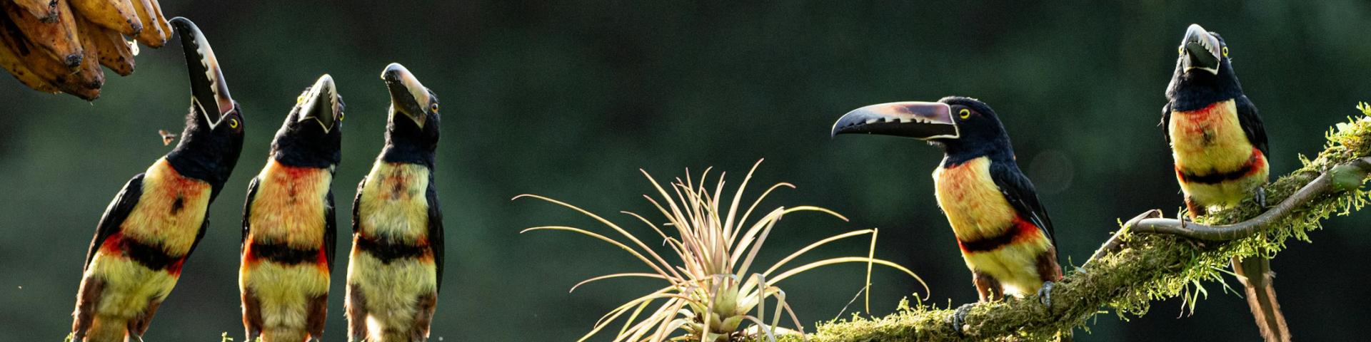 Birds on a branch in Costa Rica