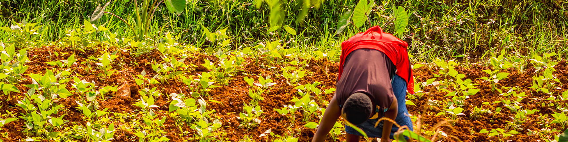 An image of a farmer transplanting