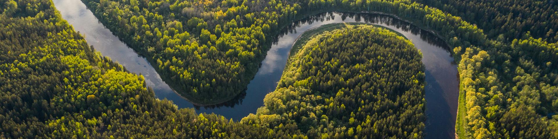 amazon forest 