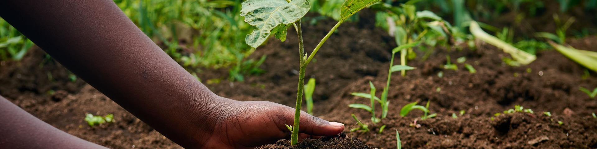 Hands nurturing a young plant in a garden, symbolizing growth and sustainability_desanges bahindwa